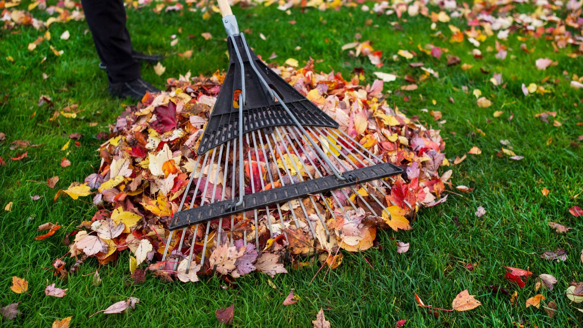 Rake gathering colorful autumn leaves on a green grass lawn