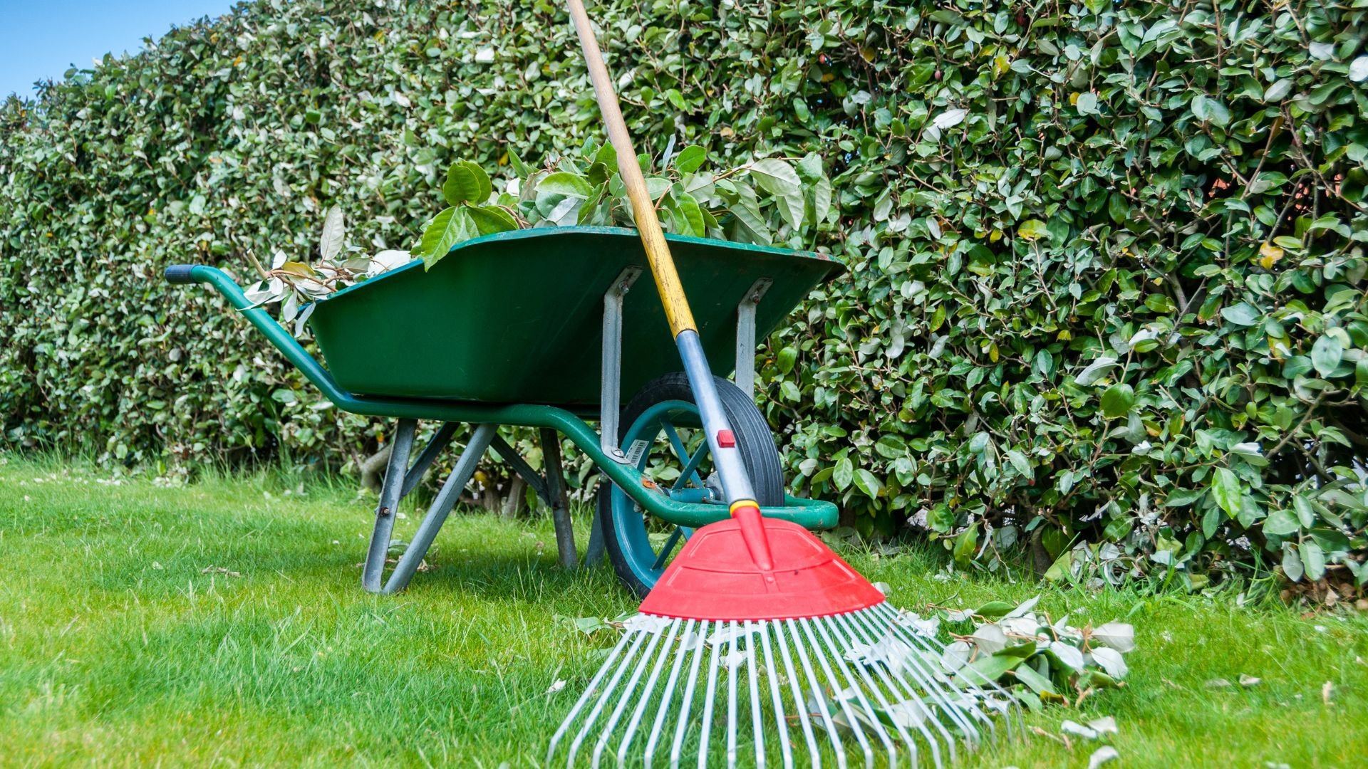 Green wheelbarrow and rake on grass near trimmed hedge, ready for gardening